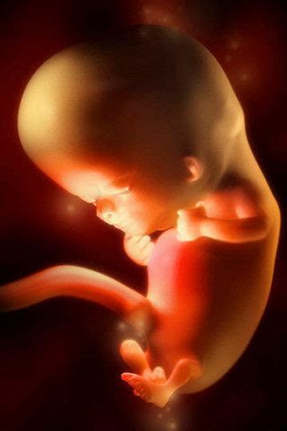 胎儿发育全程高清图，原来胎宝这样成长的|胎儿|发育|成长_新浪育儿_新浪网