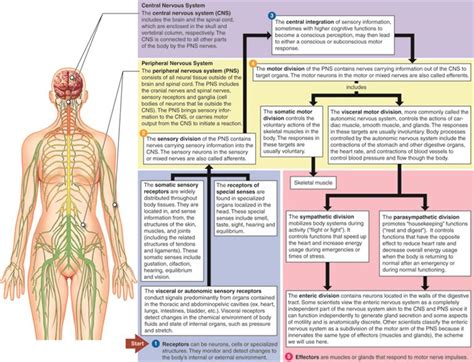 Mindmap — lesson. Science CBSE, Class 10.