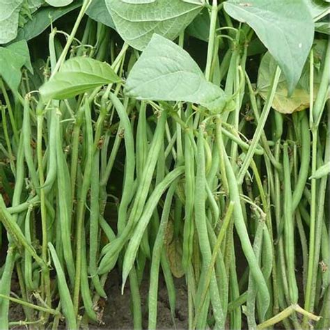 Beans Bush Dwarf Anupama Seeds - Stringless Pods, High Yield, Disease ...