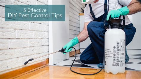 Image result for Bug Pest Control Tips