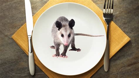Can you eat an opossum for dinner? Here's how to make a great marsupial ...