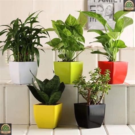 Gorgeous Glory Garden Live Indoor Air Purifying Combo, Set of 5 with ...