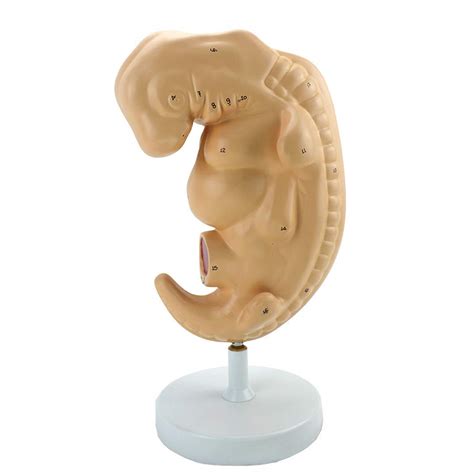 Buy Educational Model Fetal Model - Medical Anatomical Four Weeks ...
