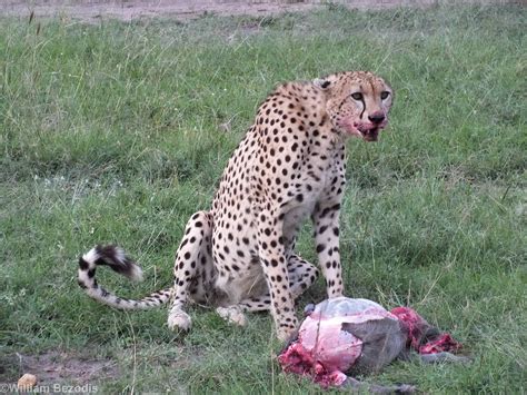 Cheetah Eating