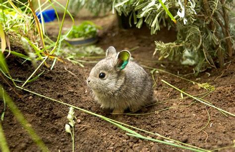 Pygmy Rabbit Facts 的图像结果