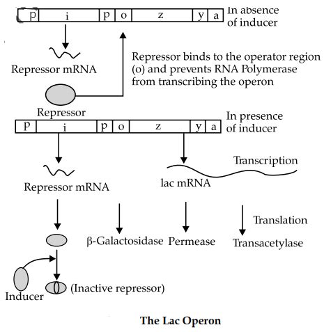 Image result for Lac Operon Components