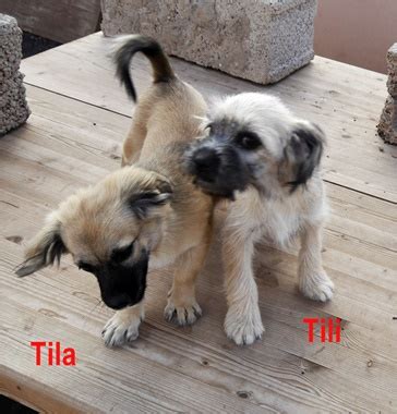 Tili » Kanarenhunde e.V.