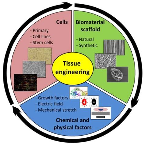 Tissue engineering Applications 的图像结果