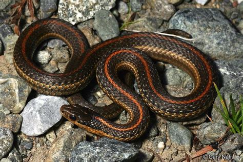 Image result for A Snake Using a Computer