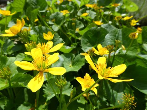 Best Plants for Wet Areas in India — Mahindra Nursery