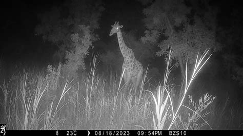 Camera Traps 的图像结果
