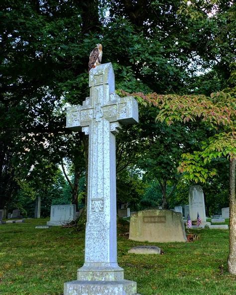 Red tailed hawk at the Homewood Cemetery : r/pittsburgh