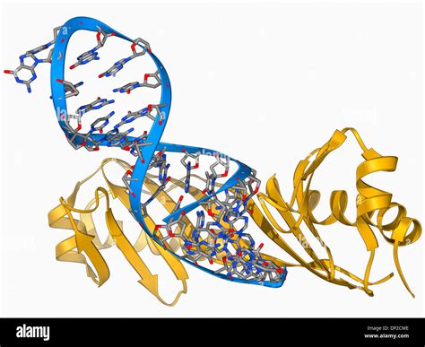 Tata binding protein hi-res stock photography and images - Alamy