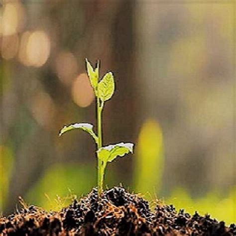 Agricultural College | Mahanandi