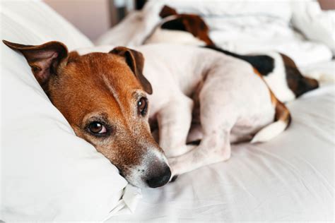 How Long Does It Take for Objects to Pass Through a Dog's Digestive System? - The Farmer’s Dog ...