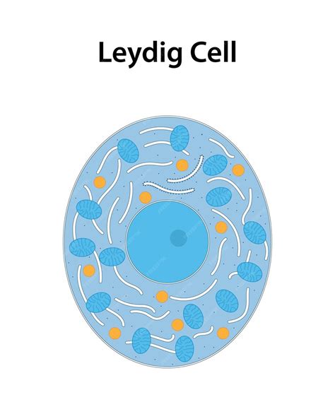 Leydig cell a type of cell found in the testicles testes | Premium Vector