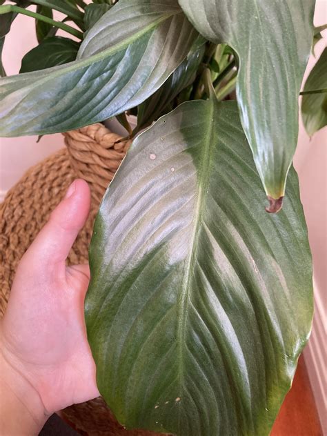 Weird bronzing on peace lily leaves?? Never seen this before : r ...