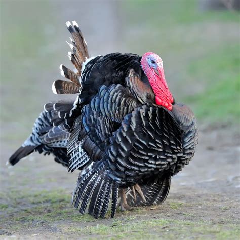 9 Best Turkey Breeds for Meat - The Hip Chick