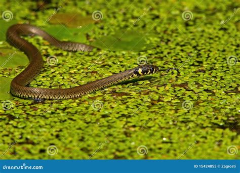Grass Snake (Natrix Natrix) Stock Image - Image of pond, lemna: 15424853