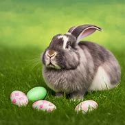 Image result for Fuzzy Lop Rabbit