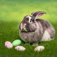 Image result for American Fuzzy Lop Rabbit