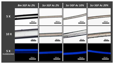 Silkworm Gut Fibres from Silk Glands of Samia cynthia ricini—Potential ...