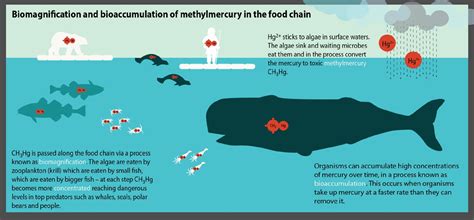 Biomagnification 的图像结果