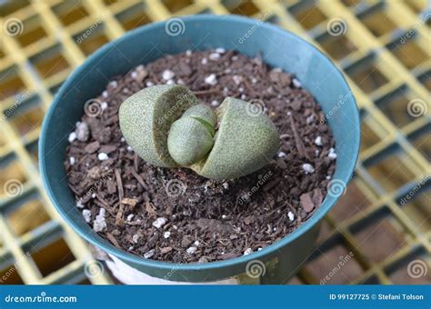Pleiospilos Nelii Split Rock Succulent Plant Stock Image - Image of ...