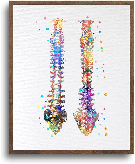 Buy Dignovel Studios 8X10 Unframed Human Spine Bone Anatomy Medical Art ...