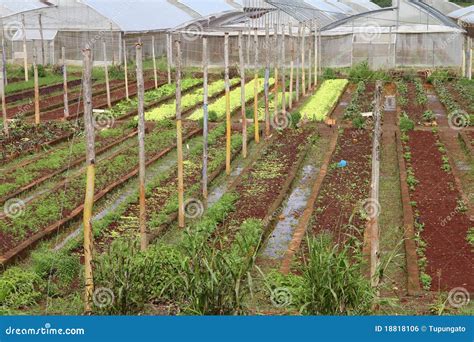 Agriculture in Cuba stock photo. Image of greenhouse - 18818106