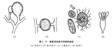 【食药用真菌】第3章_食用菌的生物学基础_word文档免费下载_文档大全