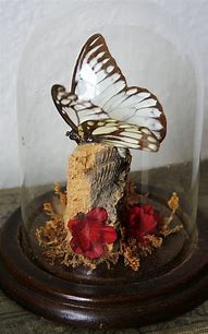 Image result for Butterfly Wood Cloche