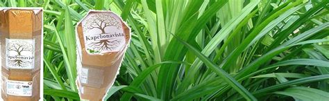 Kapebonavista® Rambha Basmati Pandan Wangi Ramba Biriyani Ila Living ...