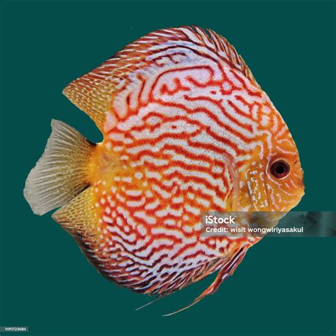 Discus Fish Red Pigeon Blood Strain Stock Photo - Download Image Now - Amazon River, Animal ...