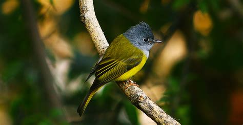 National Parks and Wildlife Sanctuaries in Rajasthan | Bird Sanctuary ...