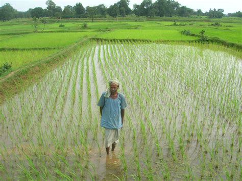 WB: Saline Variety of Paddy Successful in the Sundarbans | NewsClick