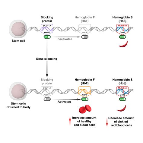 Understanding gene therapy approaches