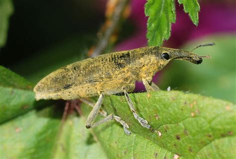 Weevil | Grain-eating, Beetles, Pests | Britannica