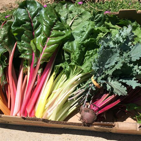 Swiss chard | Health Topics | NutritionFacts.org