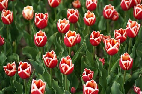 Spring 的图像结果