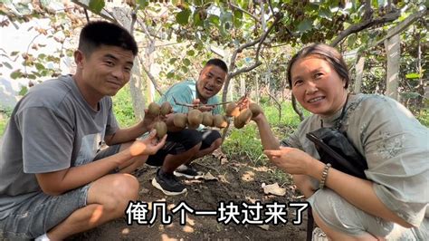 翠香猕猴桃成熟了，清香和365兄弟果园品尝，味道鲜美吃不够 - YouTube
