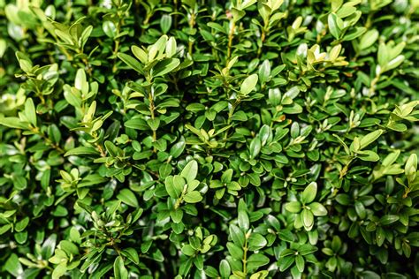 How to Grow and Care for Boxwood (Box) Shrubs