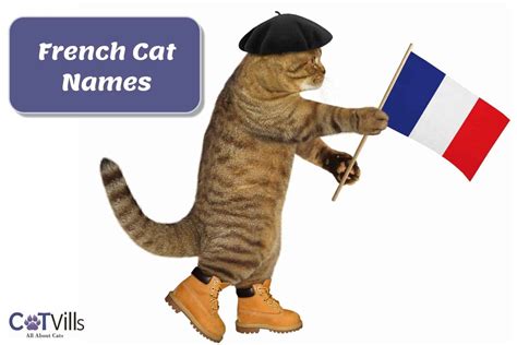 309 Fantastique French Cat Names for Your Kitty