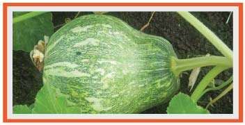 Krishi Gyaan - Small multiple shaped fruit Dangar pumpkin - Agrostar