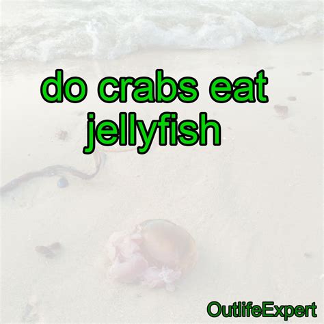 Do Crabs Eat Jellyfish? – Outlife Expert