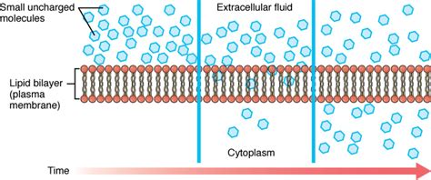 Image result for Simple Diffusion Cell Membrane