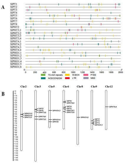 Genome-Wide Analysis of the PHT Gene Family and Its Response to ...