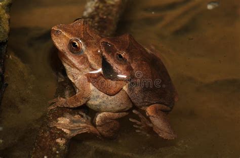 Image result for Spring Peeper Sound