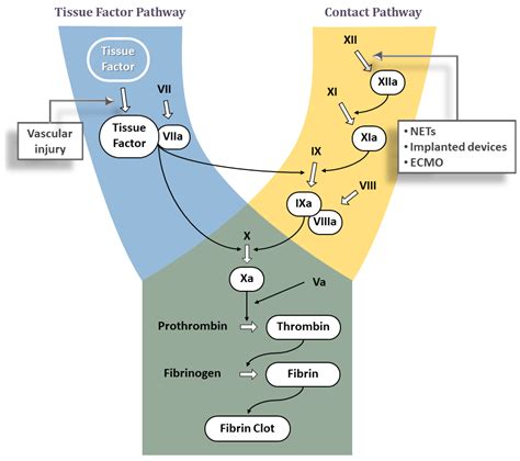 Warfarin Mechanism Of Action Coagulation Cascade