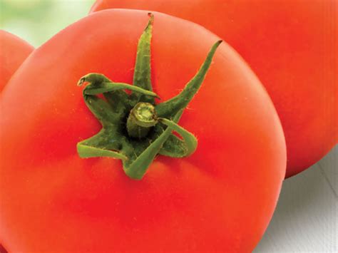 Tomato-Starke Ayres | Starke Ayres
